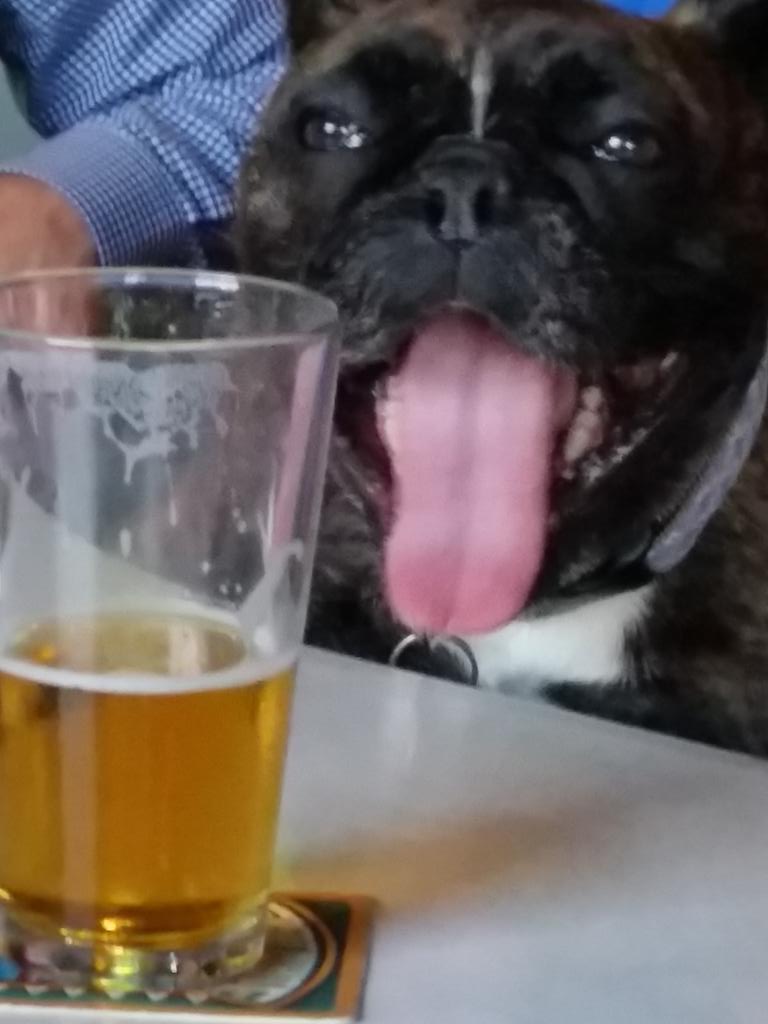 bulldogbeerwine's tweet photo. Oskar The Frenchie chillin watching #TheMasters #FrenchBulldog #3CIPA http://t.co/ZkFDiOMBnQ
