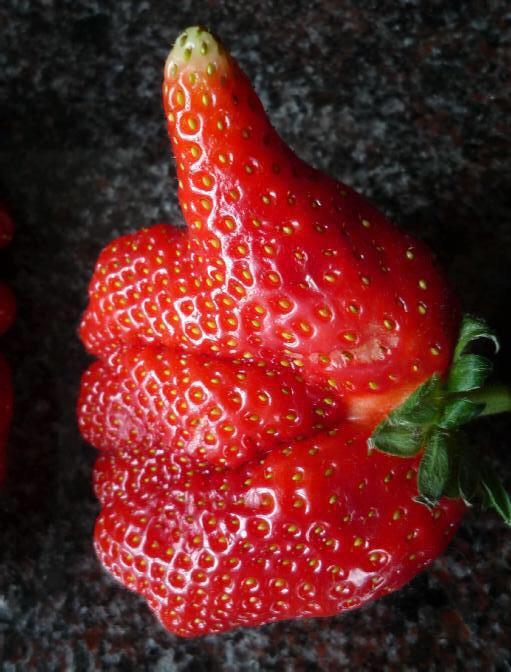 UglyFruitAndVeg's tweet photo. HEROES OF UGLY FRUIT &amp; MISSHAPEN VEG - Nice article! http://t.co/mS54fJNITT Thx 4 the mention @eatdrink_better! http://t.co/tYCDbnTki6