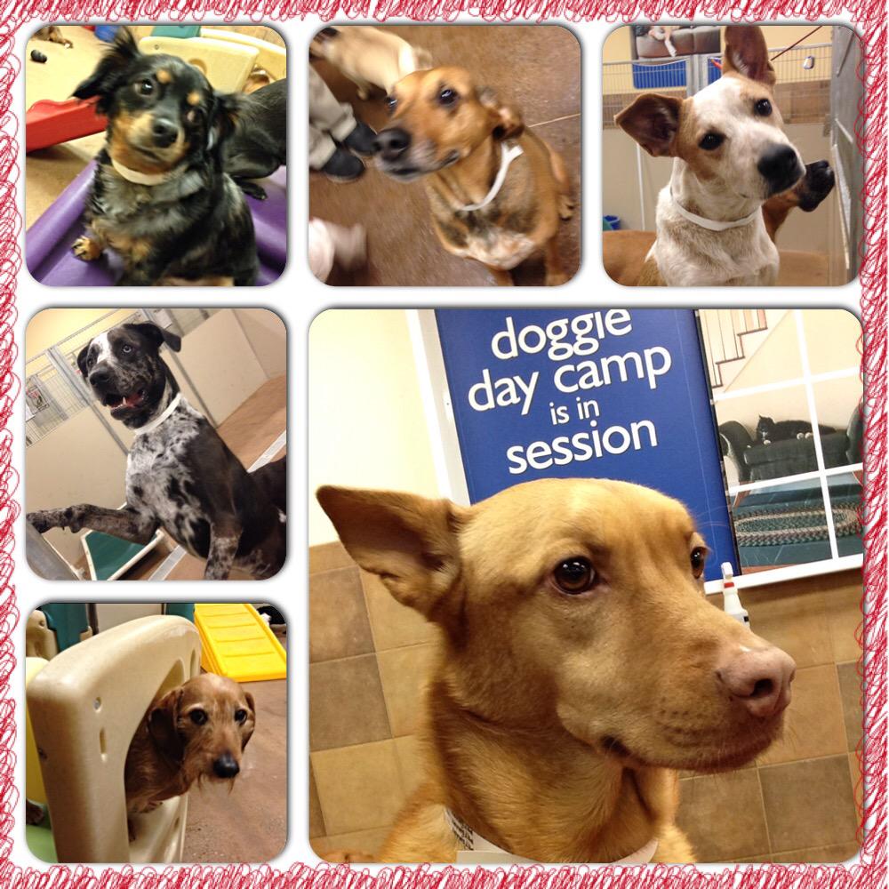1582Petsmart's tweet photo. 🐾@Spare422 @sparkyp75 @KatiePulsifer @pretzelstavs @lizacintron26 @Mstavisky @HEELJeffrey @PetSmart @CoryZ_PETM http://t.co/Zbr2agw4Bs