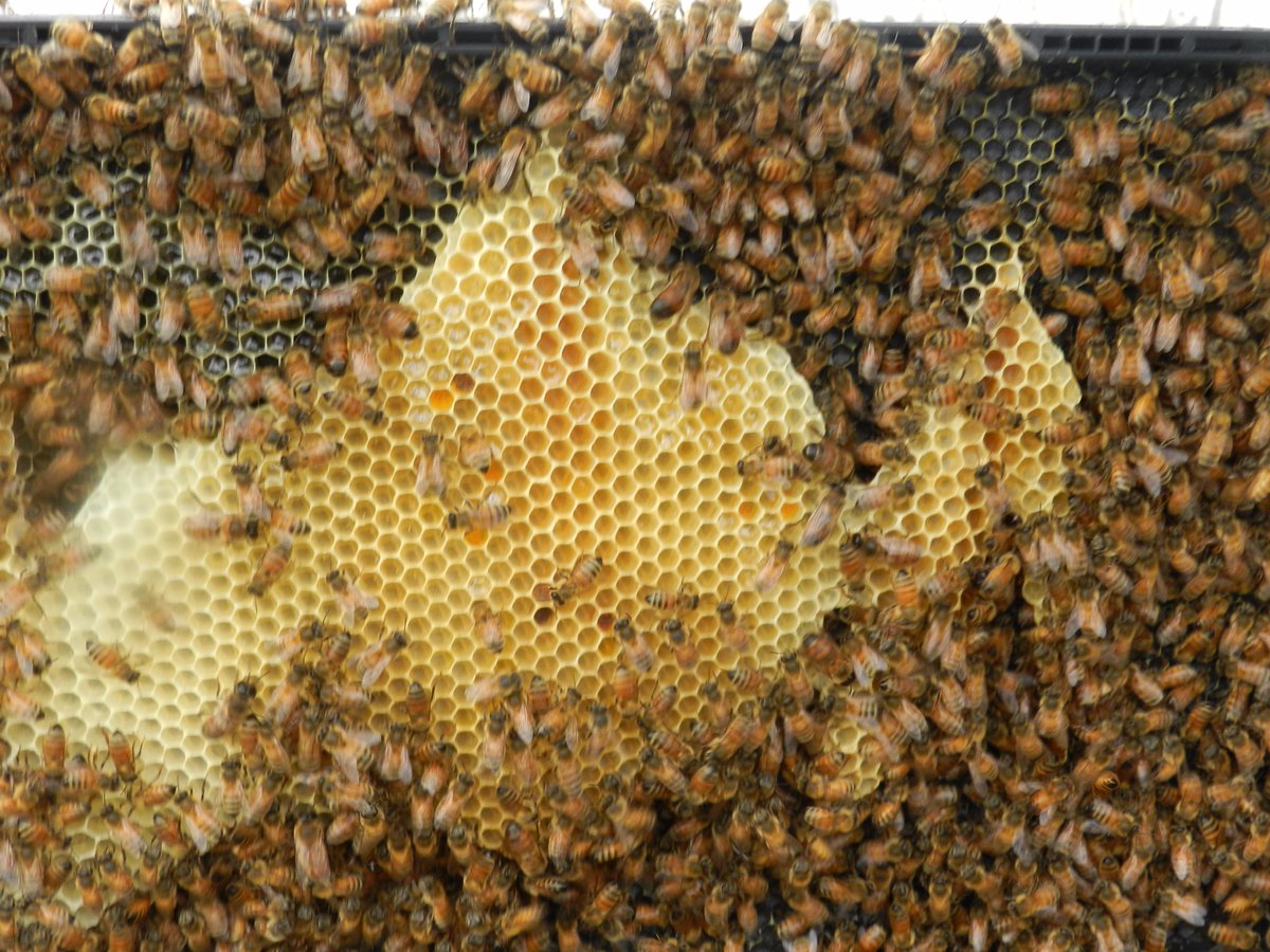 19jeff59's tweet photo. had to check in on the #bees today  #busy as #bee is no joke http://t.co/U6cKV5OxWl