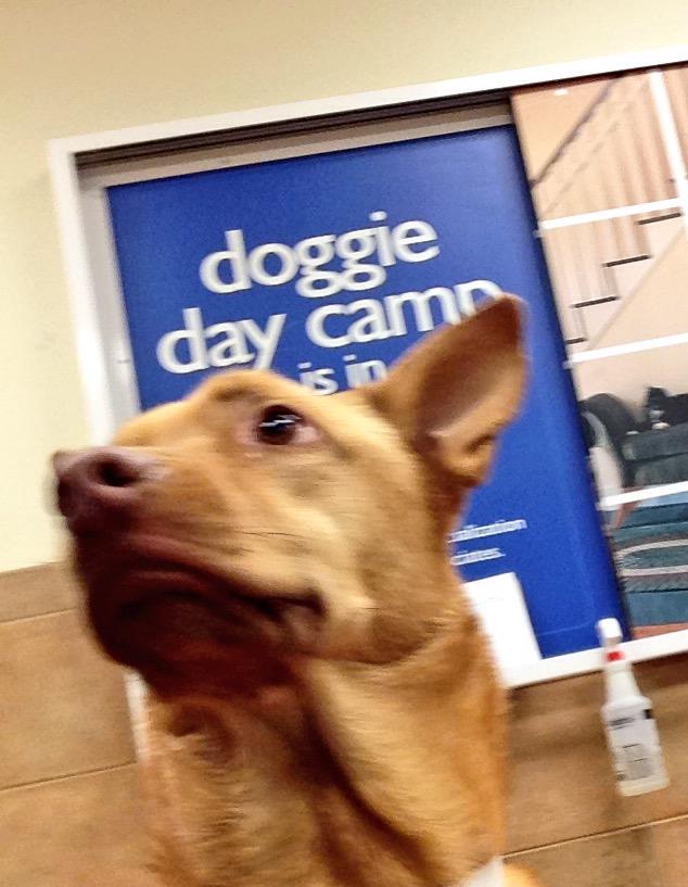 1582Petsmart's tweet photo. Cali loved her afternoon with the small dogs! 🐾❤️ @CoryZ_PETM @Spare422 @PetSmart #petsmarthotel #doggiedaycare http://t.co/1Fdw7LkE6g