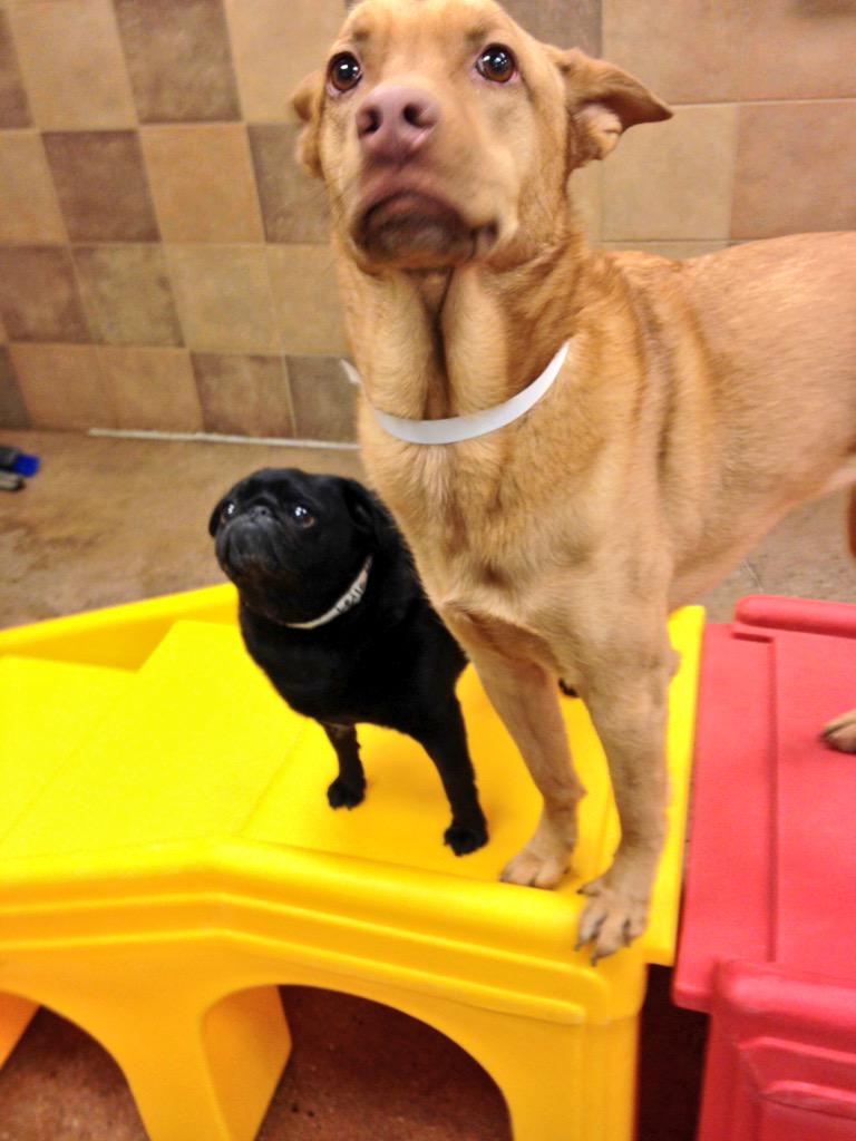 1582Petsmart's tweet photo. Cali loved her afternoon with the small dogs! 🐾❤️ @CoryZ_PETM @Spare422 @PetSmart #petsmarthotel #doggiedaycare http://t.co/1Fdw7LkE6g