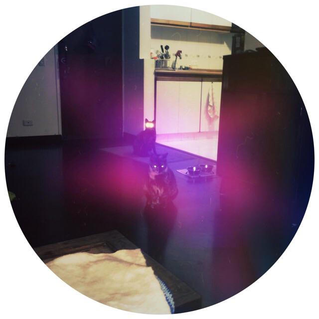 catman21m's tweet photo. #Miaw #Pelusa #Hipstamatic #Foxy #GS0 #Dreampop http://t.co/6PYazLf8JC
