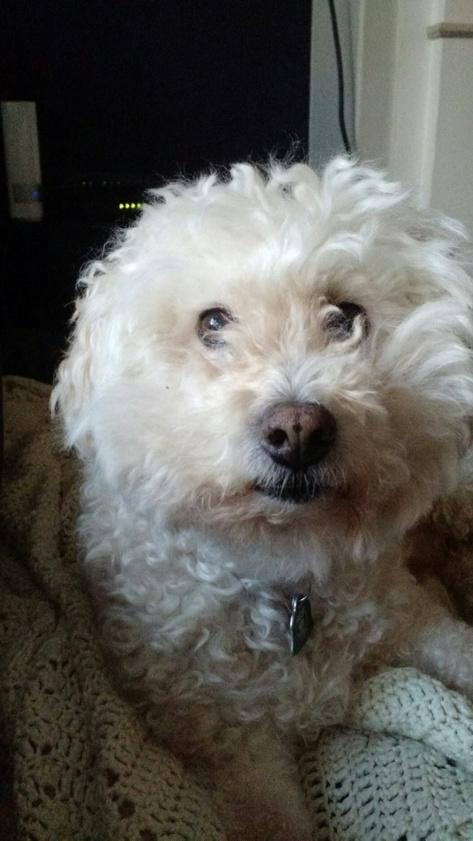 MarzStr's tweet photo. How can you deny anything to this cute face??? Tell me... http://t.co/oMfeDctTov