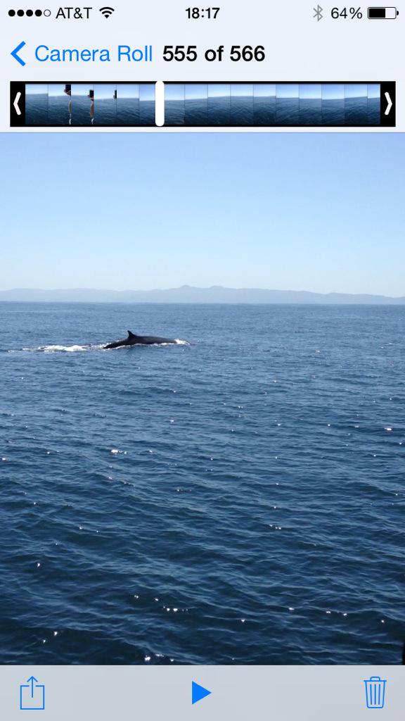 FarrowAngela's tweet image. Amazed to see an 80ft Fin Whale in its natural environment at Long Beach, California @paulefarrow @Corie_NCFC #whale
