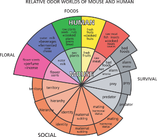 PREAUX_FISH's tweet photo. A3: Here is a good publication on human's sense of smell by Shepard http://t.co/8eG2E3hO2h #scistuchat http://t.co/ehP1s0WqNu