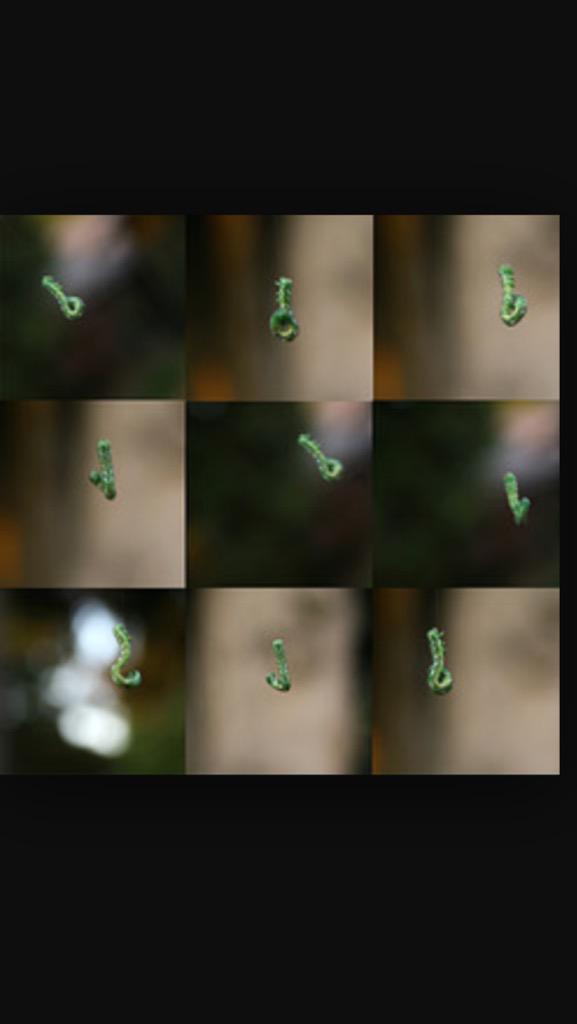 ConnerHeyn's tweet image. Really hate these little inchworms that hang from trees.