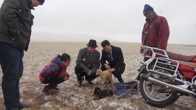 Өвөрхангай аймгийн Зүүнбаян-Улаан сумаас гарч Өлзийт сум орох замд нутгийн малчинтай таарч анхны төлийг үзлээ.