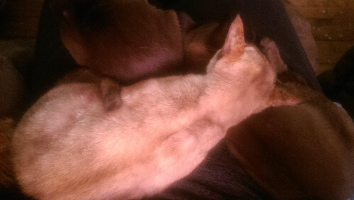 wickednails7's tweet photo. Bloody cold.....covered in Burmese cat's http://t.co/g2zf2piHCi
