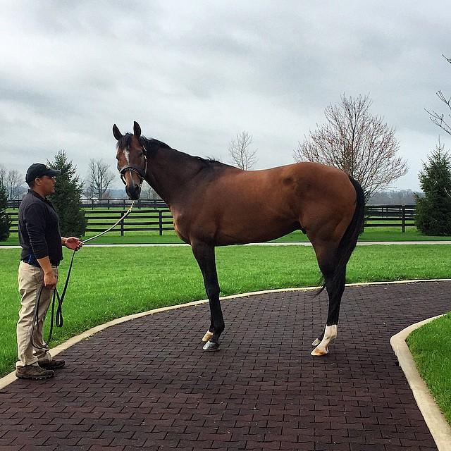 #MuchoMachoMan yesterday at Adena Springs Farm