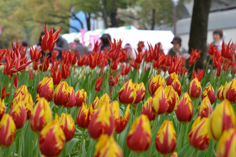 横浜市中区区政情報 横浜公園 チューリップまつりが日曜まで開催中だよ 花絵作品を皆で制作する ワイワイ花絵 づくり やフェア限定のハローキティグッズの販売も 見頃のチューリップと一緒に楽しんでね Http T Co E5cowtpnnq Http T Co Kxk1g1cvn8