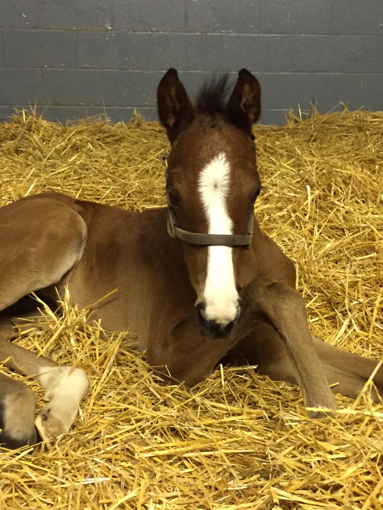 downtowndrbrown's tweet photo. You gotta love these faces this time of year. Good way to wrap up a day! #foals #brownstead http://t.co/gpdtRN9bH7