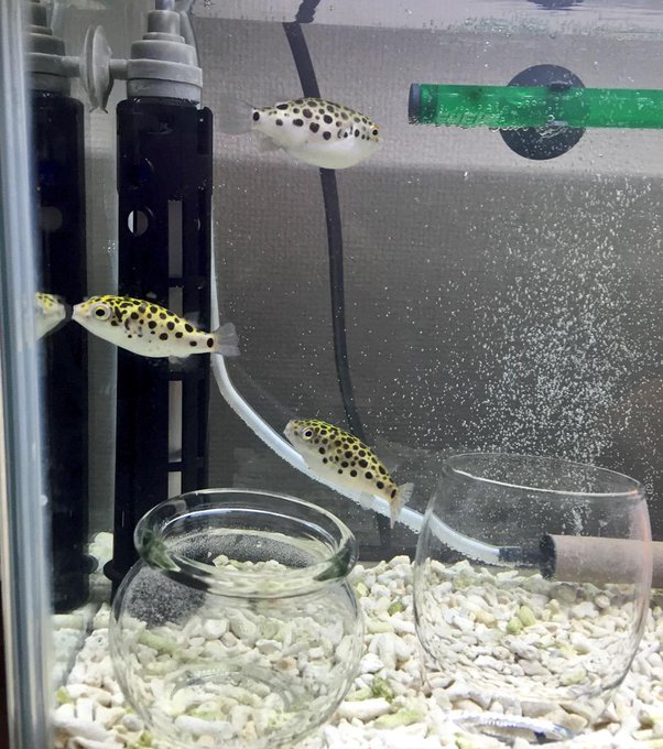 ミドリフグの飼育方法を知ろう Wicture ウィクチャ