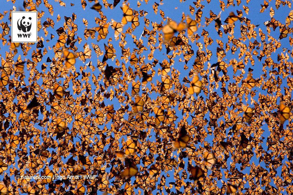WWF's tweet photo. WWF #PicoftheWeek: Cloud of monarch #butterflies flying in Michoacán, Mexico. Stunning, isn’t it? http://t.co/yR3u5yVcYP