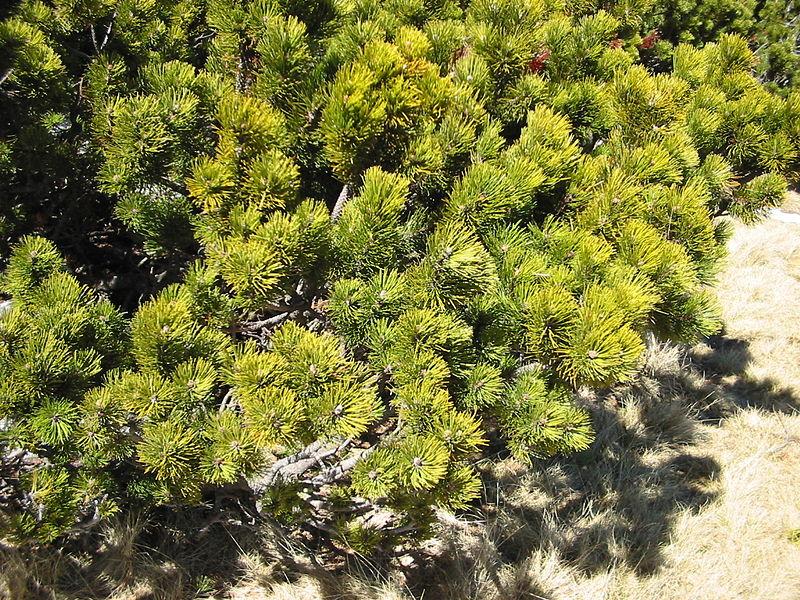 FORESTEUROPE's tweet photo. @FORESTEUROPE http://t.co/yPw4ASZCFC