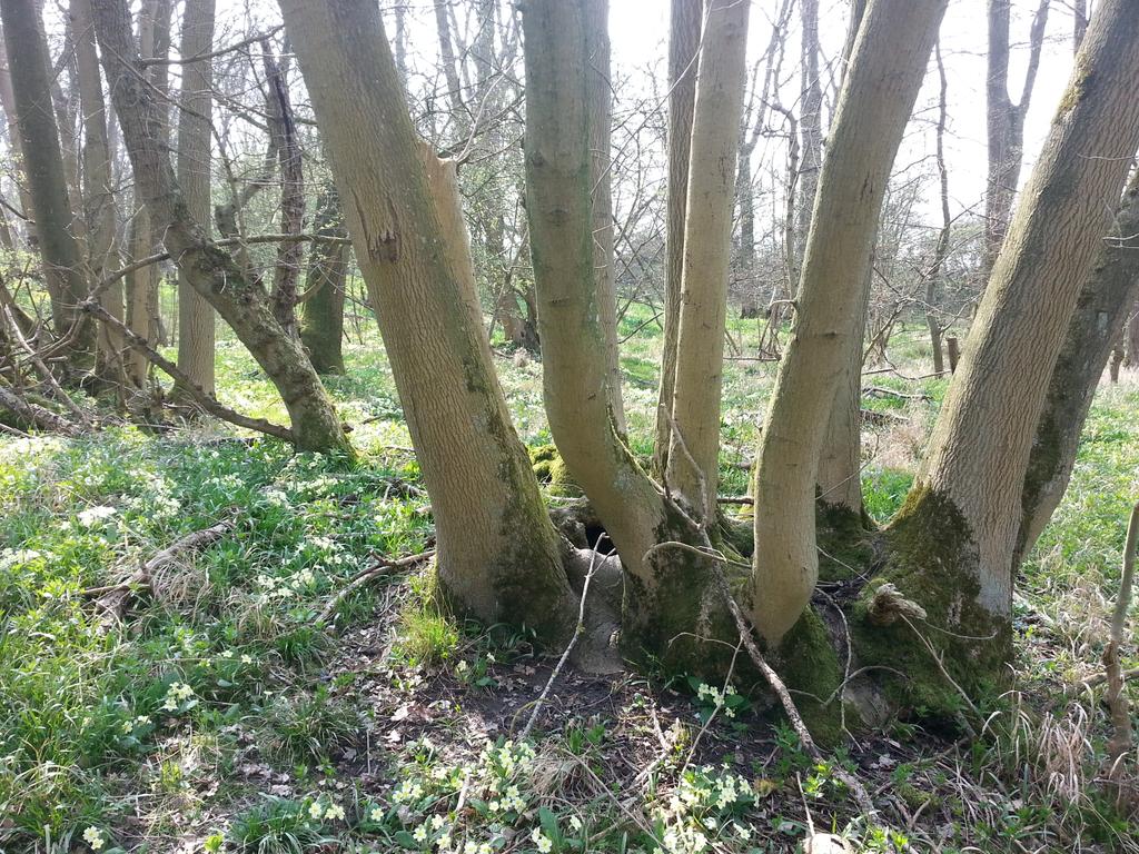 BBOWT_Bernwood tweet picture