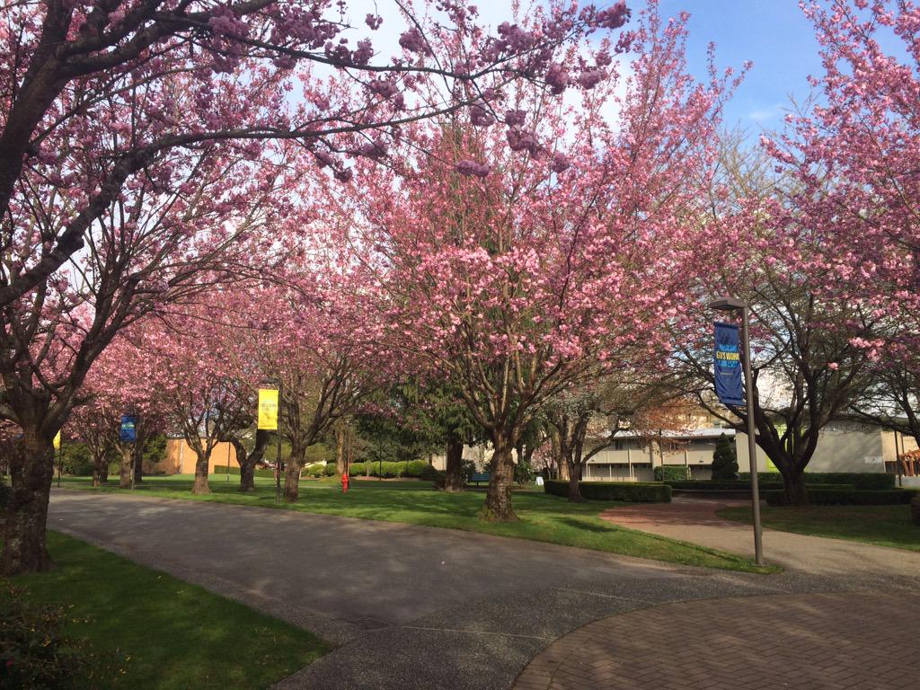 abbyprich's tweet photo. How can I study when campus looks like this. #cherryblossoms #comm270 #twu http://t.co/xiQXPfx9TD