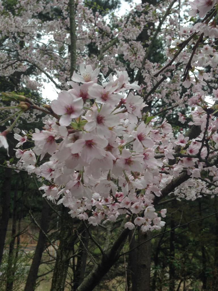 로즈마리/roseƸ̵̡Ӝ̵̨̄Ʒ tweet media