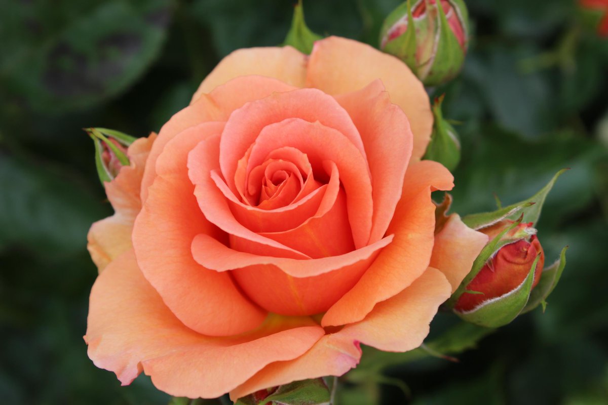 たかひで 午後の薔薇 ｎｏ １１１３ 京成バラ園より 杏奈 Rose Hana Http T Co Okwtawzbxg