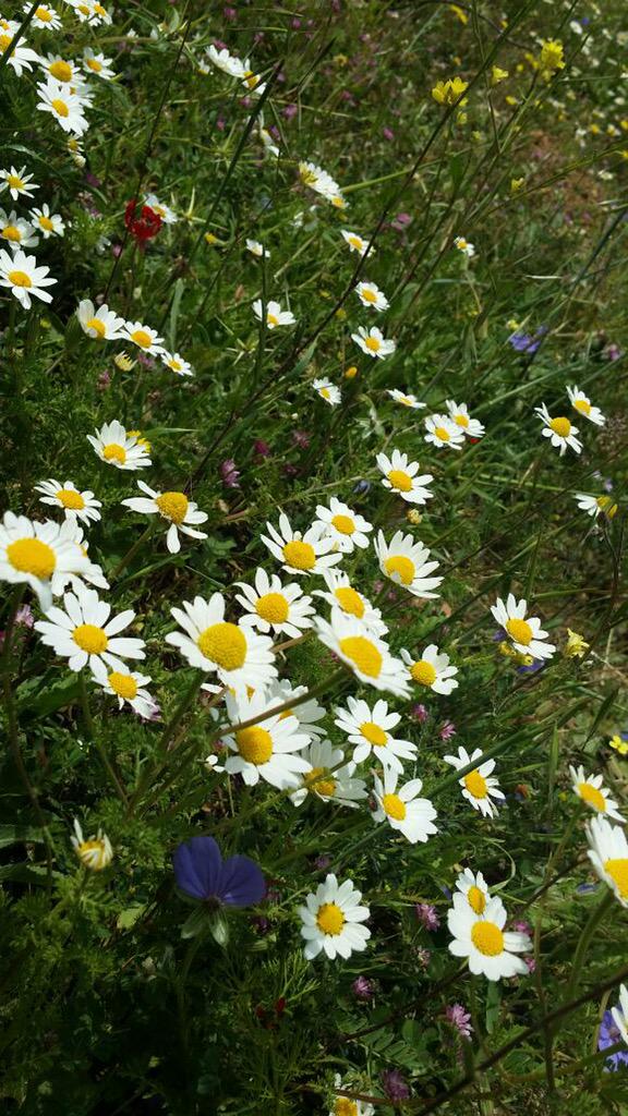 هيَ الأزهارُ تُفصِح عن هواها
إذا زفّتْ إلى الدنيا شذاها
يراها الصّبحُ ضاحكةً فيُلقي
إليهانورَه لمّا يراها
#العشماوي