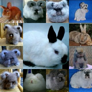 bucek_01's tweet photo. Jual aneka macam kelinci hias,kirim dalam dan luar kota.                                   081910146620/27b79268 http://t.co/VoJTqqvqmK