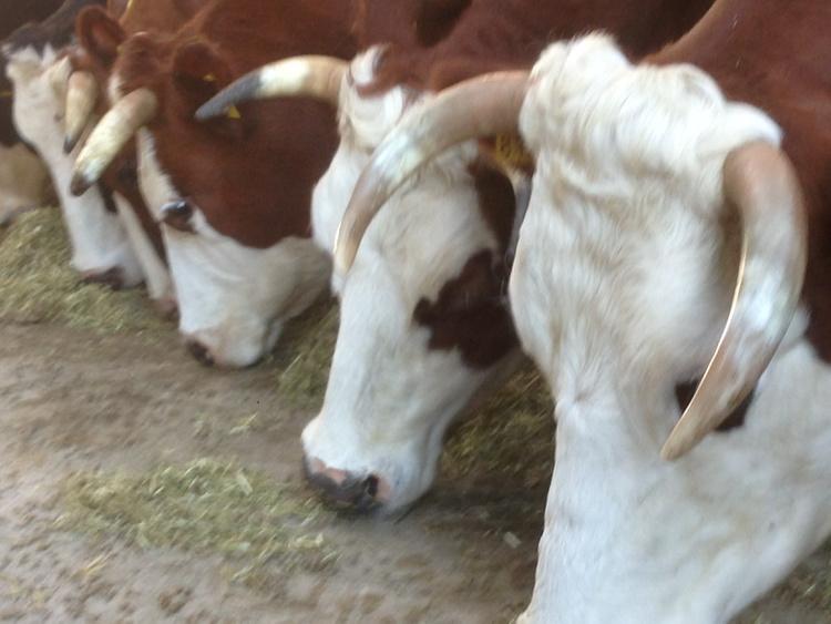 Gisteren goede vergadering. Mooie stappen gezet mt mooie inbreng vn aanwezigen! <a href="/Dijkgatshoeve/">Dijkgatshoeve</a> Dank voor t hosten!