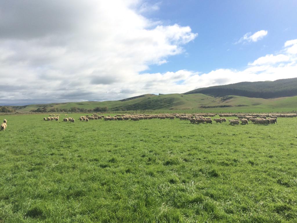 allen_gregory93's tweet photo. Busy 1st week of holidays working at @LintonMt in #GeneticsUnit #mainstay #SufTex @NZBeefLamb scholar working hard http://t.co/kjE4l20vsR
