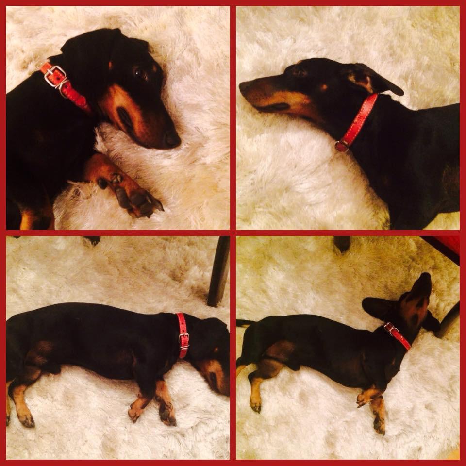 Busca sus dueños llamar cel 82597244. Esta en buenas manos <a href="/PerrosPerdidos/">PerrosPerdidos</a> <a href="/perroscl/">Perros.cl</a> <a href="/DonDateador/">Don Dateador</a> <a href="/MascotDFLCondes/">MascotadifLCondes.cl</a> RT