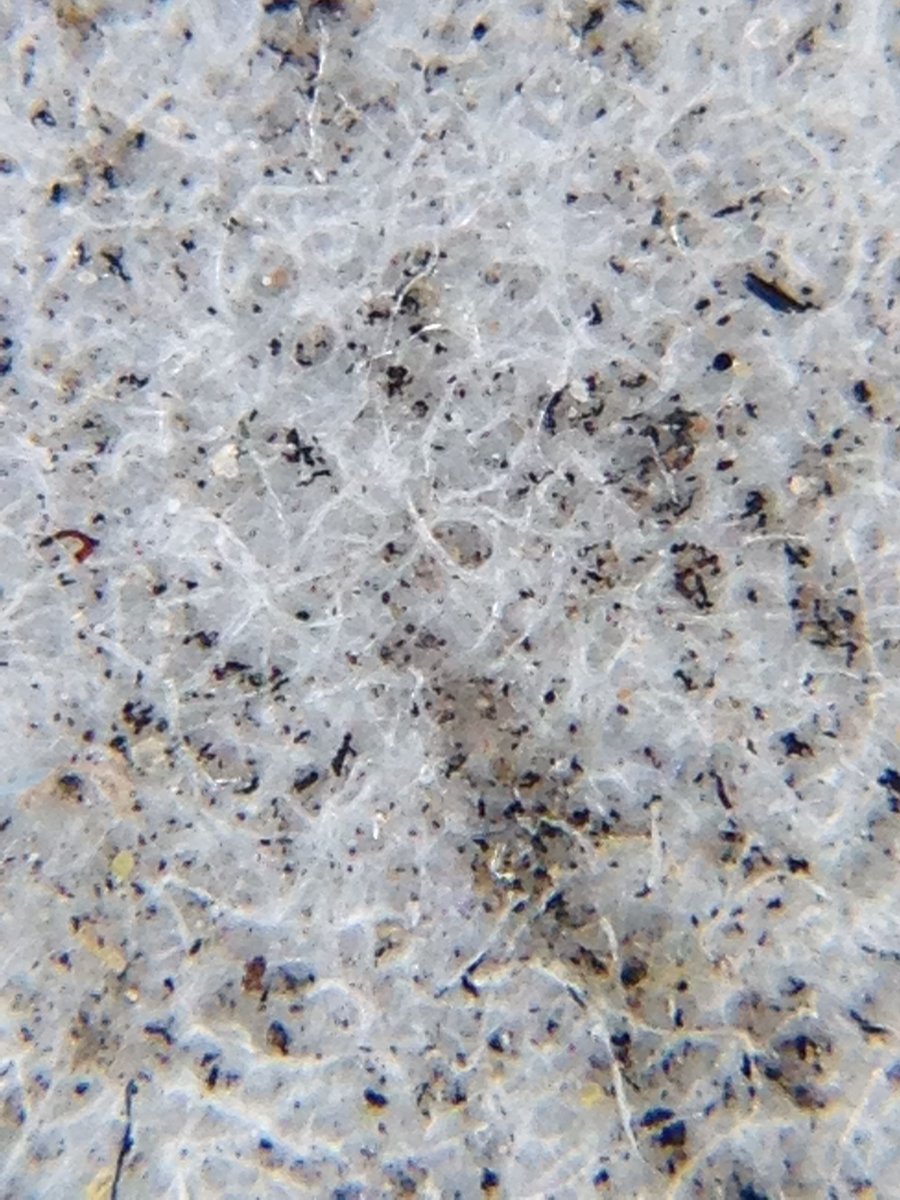 gleamfire's tweet image. An 80x image using @bodelinproscope showing the right foam worked great at filtering #carwashing dirt &amp;amp; abrasives