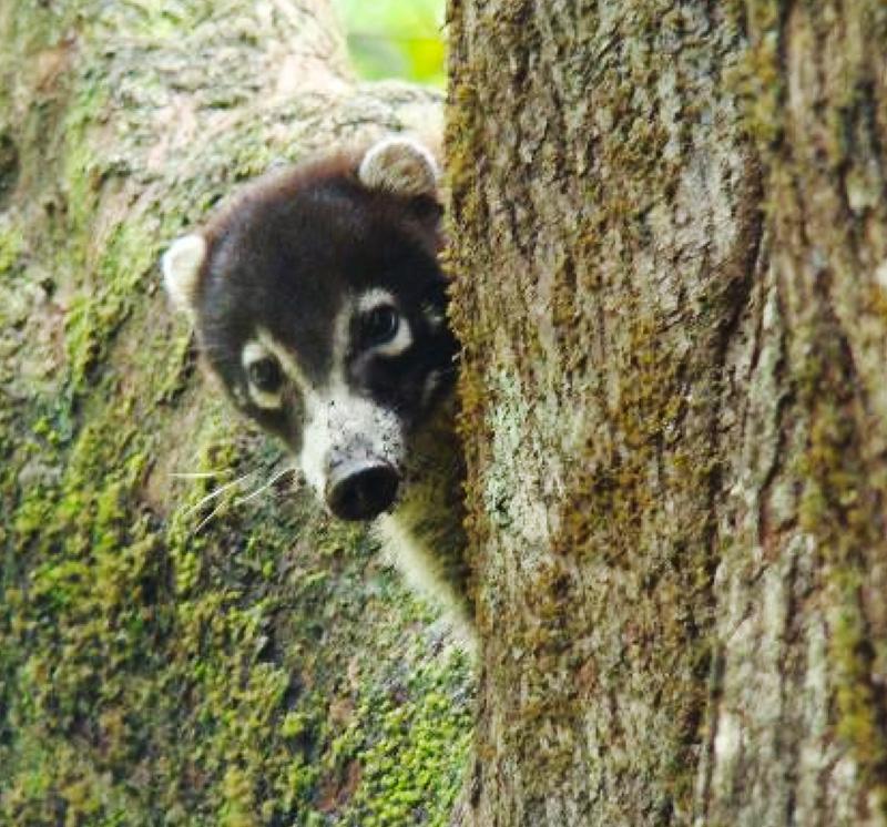Lookout_Inn's tweet image. Ready for the weekend? Everyday feels like a weekend in the #costarica #rainforest! bit.ly/1apERcc