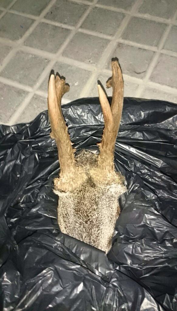 Detalle del corzo que cace hace unos días,un animal muy viejo y con una regresión bastante notable