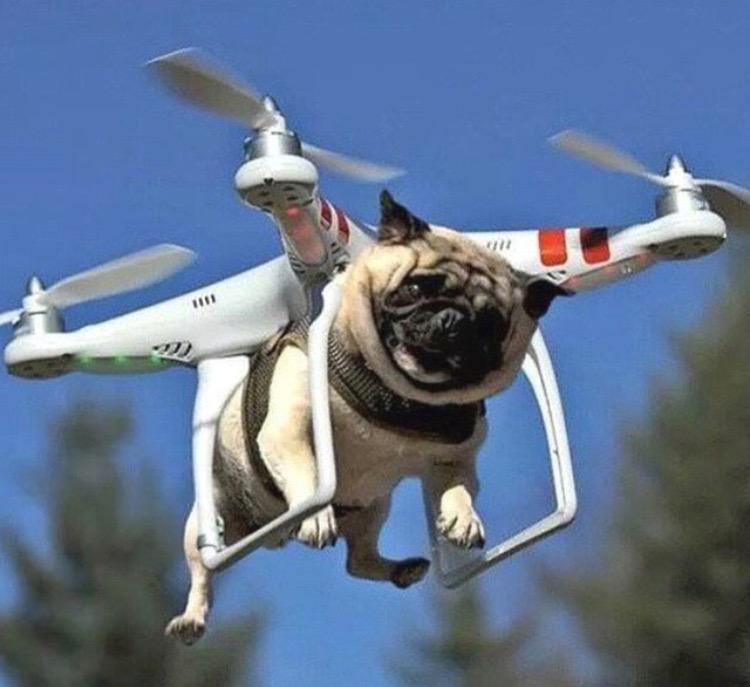 Super en Twitter: "Testing out our new drone #pug #puglife # jokes http://t.co/NTxazjhVPZ" / Twitter