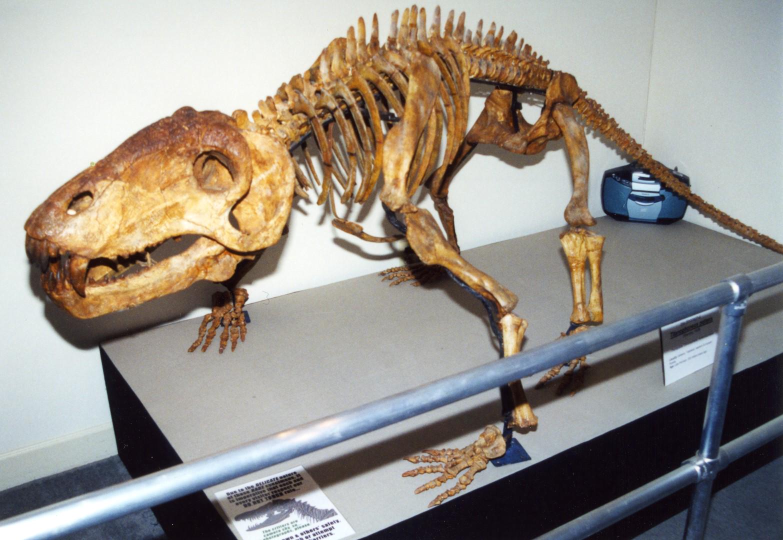 Professor John R. Hutchinson on X: "#FossilFriday Titanophoneus, dinocephalian (distant mammal cousin) from Permian of Russia. Skull says: don't mess! http://t.co/d1xMLReSVI" / X