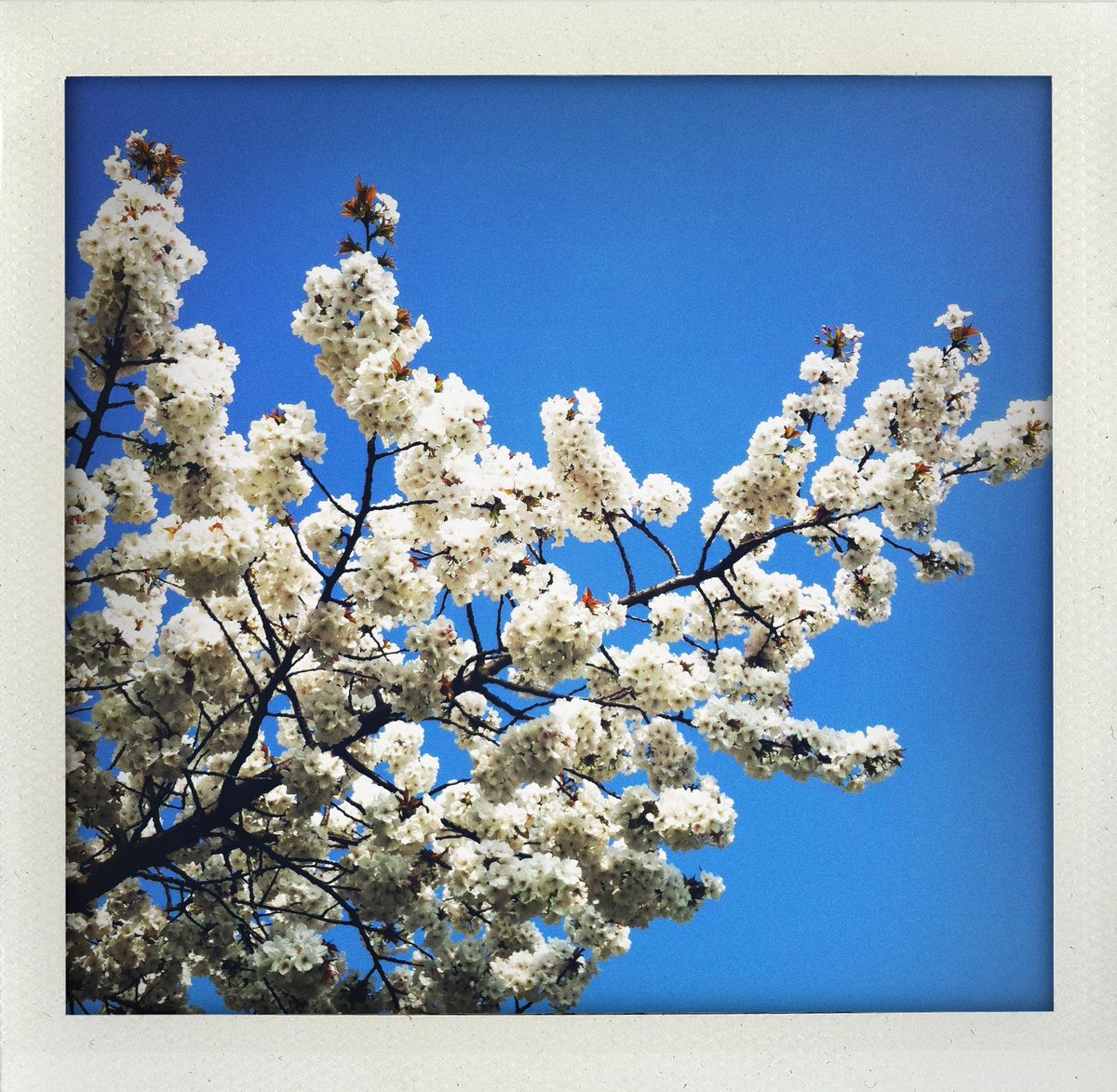 Bateman76's tweet image. Spring has arrived and it looks amazing! Maybe we should make more of our blossom... #LondonHanami