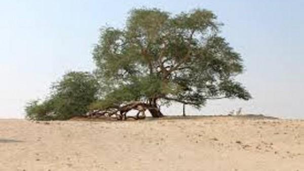 The Tree of Life in #Bahrain is four century old   mesquite tree which survives in the midst of desert.