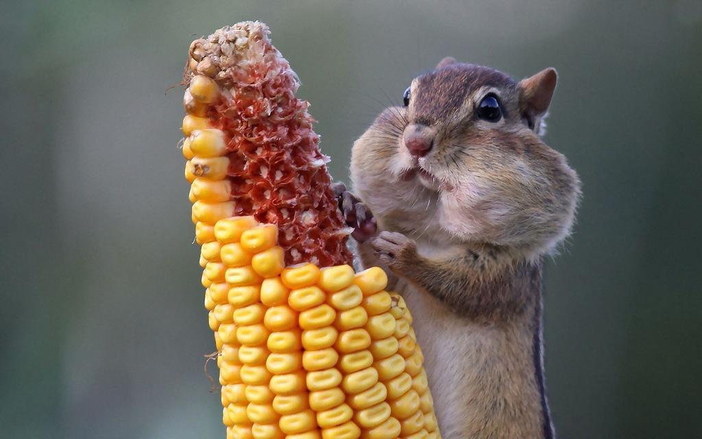 AwesomeEarthPix's tweet photo. Chipmunk Corncob | Follow us on Instagram http://t.co/GYihzfS3Iv http://t.co/pI1EjtiQ2z
