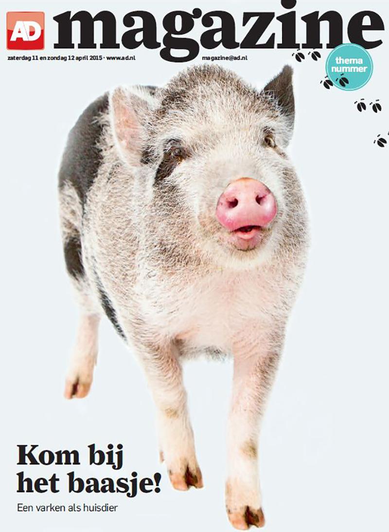 ADnl's tweet photo. In AD Magazine: Kom bij het baasje! Een varken als huisdier http://t.co/T8Z5sElqo5 http://t.co/ReKahaMEms