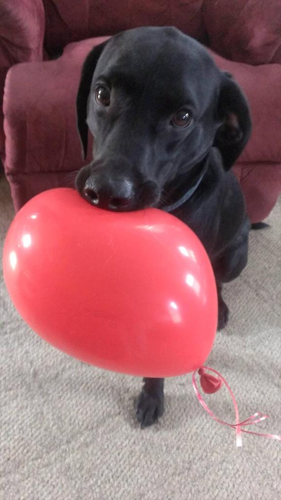 Tweet by Cute Overloads