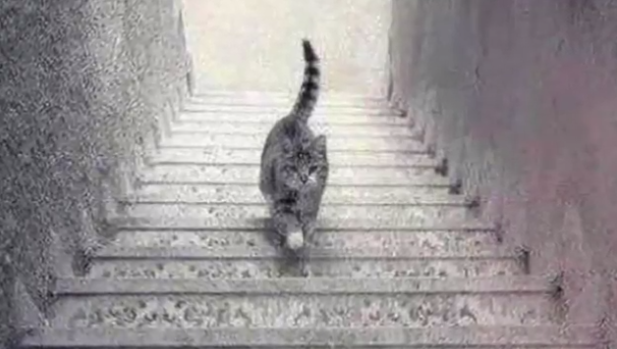 hdboer's tweet photo. Wie het weet, mag het zeggen: loopt deze kat de trap op of af...? http://t.co/iU4eVN398n http://t.co/RLmLjIvPCO