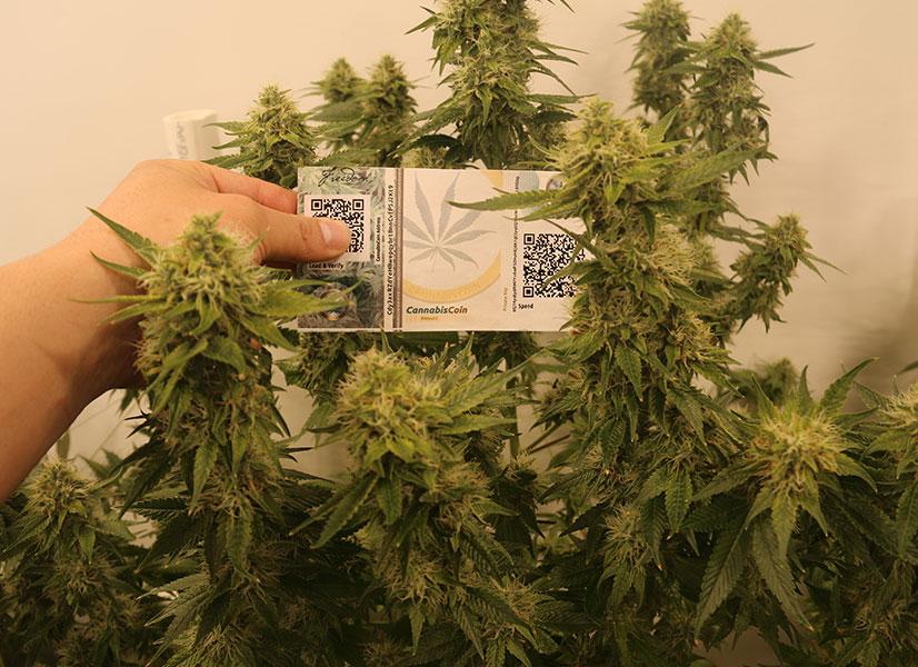 CannabisCoins's tweet image. We've been experimenting and are VERY happy so far. Thank @advancednutes for the great products! #CANN #YesWeCANN