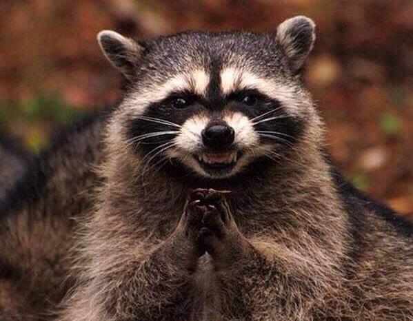 бобры любовь. обезьяна с большой губой. наивный олень. выдры обнимаются. енот экселент.