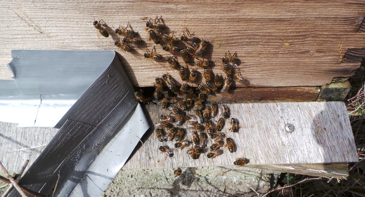 AberthawCement's tweet image. Very excited our new bee hives have arrived on site along with the new residents #beeshelpfarming #helpingecology