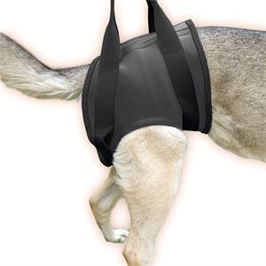 JuliusK9UK's tweet photo. Rehabilitation harness – Hind Size M (16NEO-HS/M)

Price: £45.00 http://t.co/YpZm7gZrl1