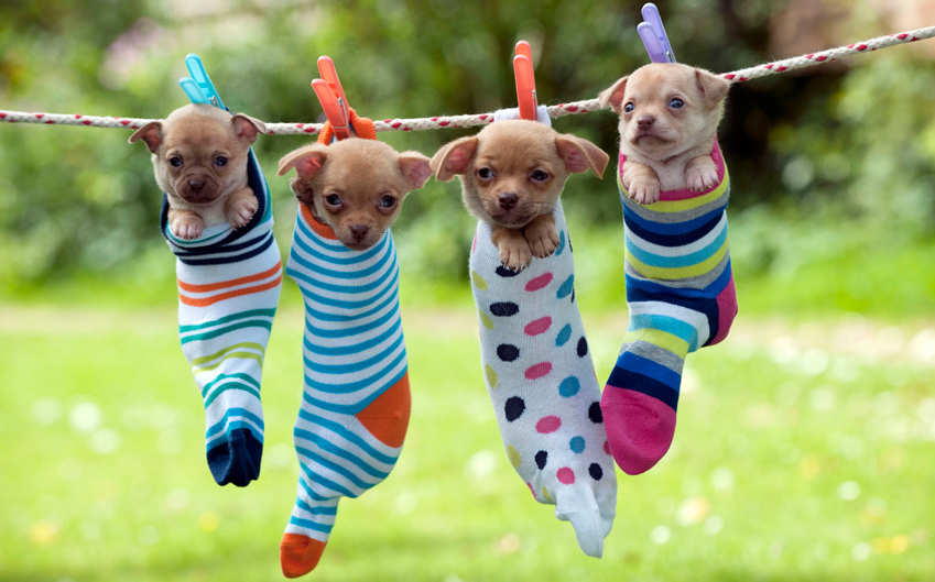 Image result for puppies in a line