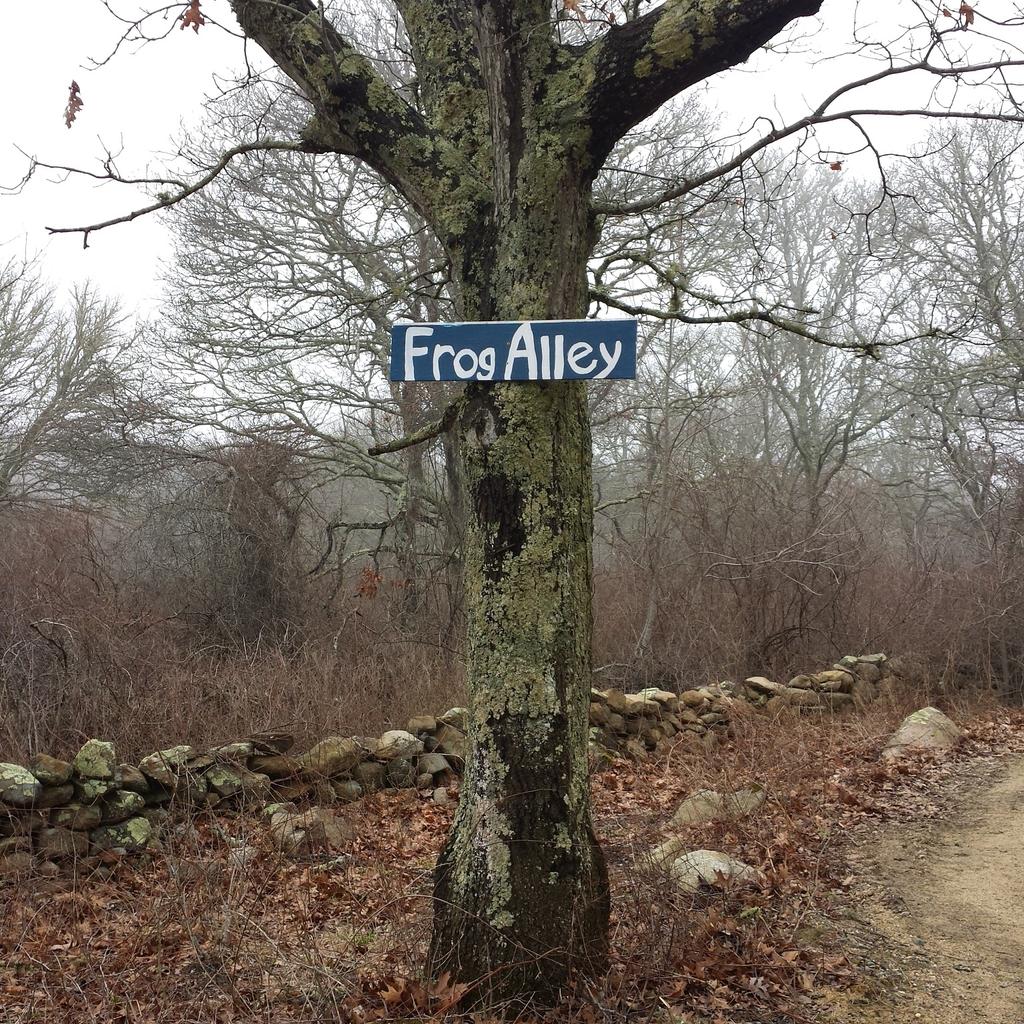 LegendaryMVSC's tweet photo. Venturing out today on the road less traveled. #TeaLane #FrogAlley #MarthasVineyard #LegendaryMV http://t.co/n5PeFQ7Gn0