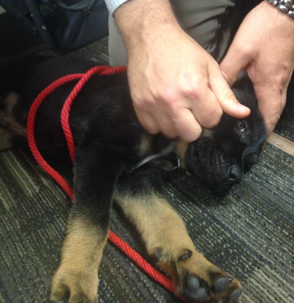SouthernSquared's tweet photo. Our office mascot, Leo. #PuppyLove #OfficeTherapy #ADogsLife http://t.co/xZ7yy6LzGt