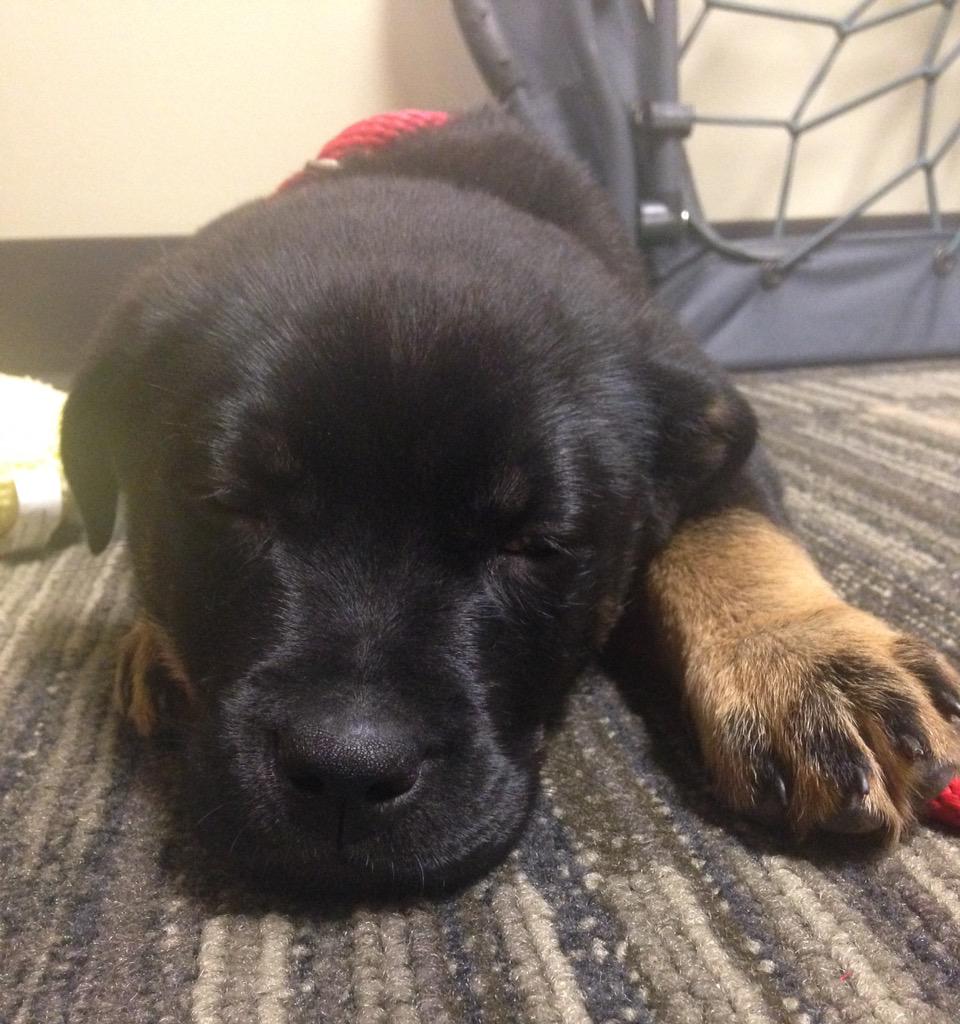 SouthernSquared's tweet photo. Our office mascot, Leo. #PuppyLove #OfficeTherapy #ADogsLife http://t.co/xZ7yy6LzGt