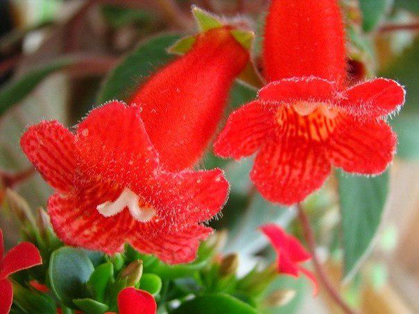 пенстемон красный. красный колокольчик растение. красный колокольчик растение. колерия. пенстемон гарнет.