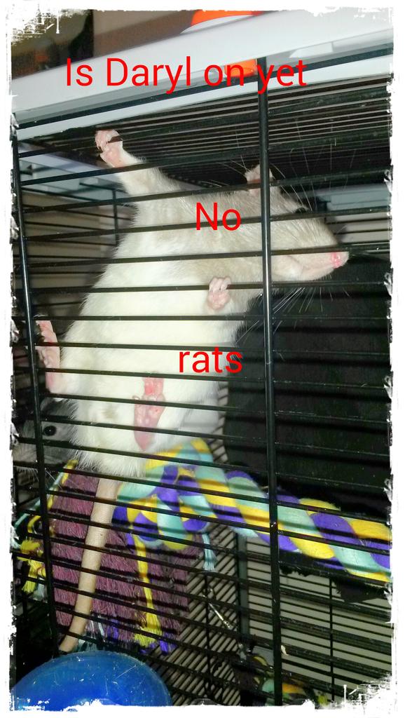 Bobo Walker (@walker_bobo) on Twitter photo 