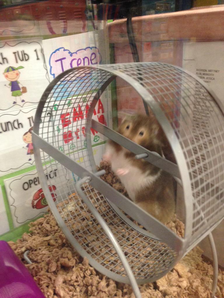 Fearless_Teach's tweet photo. This critter wants to celebrate #LoveMySchoolDay too! @Mrs_Schuelke #osestars #MsCookie http://t.co/CFBlqgU0Vk